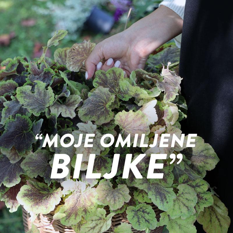 mainBanner