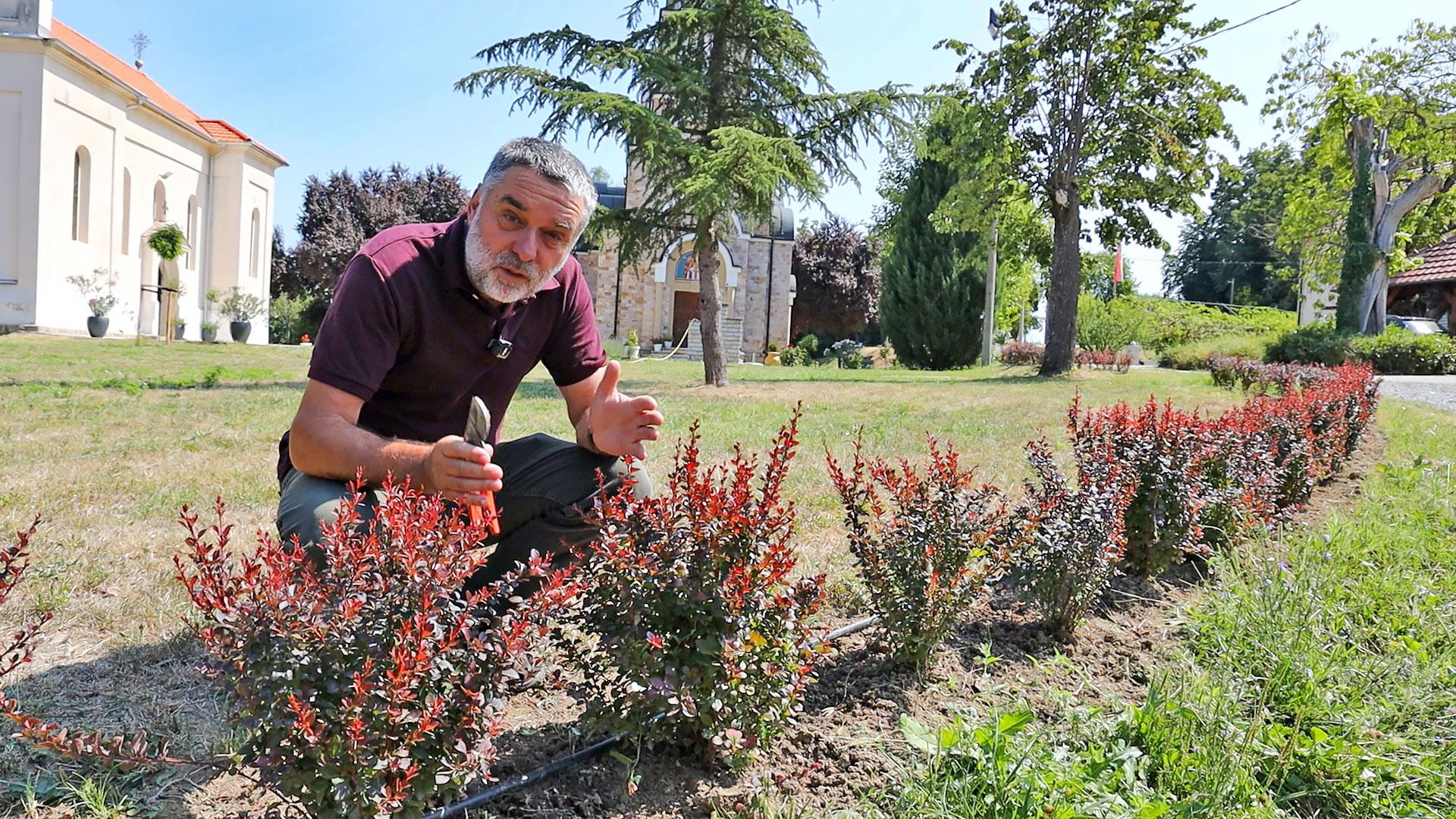 Berberis - otporna biljka za živu ogradu
