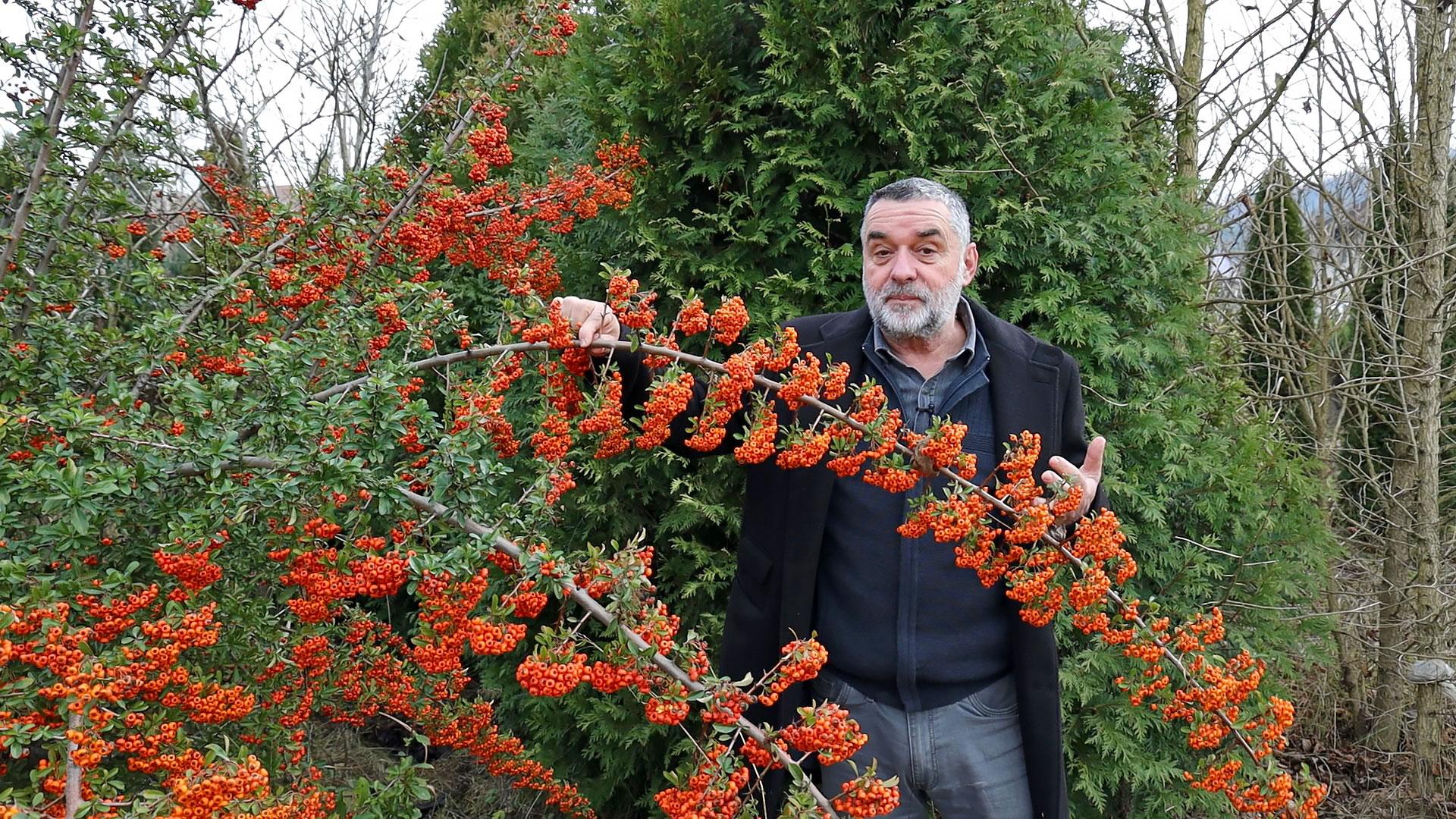 Biljke koje su lepe cele godine, a nisu četinari