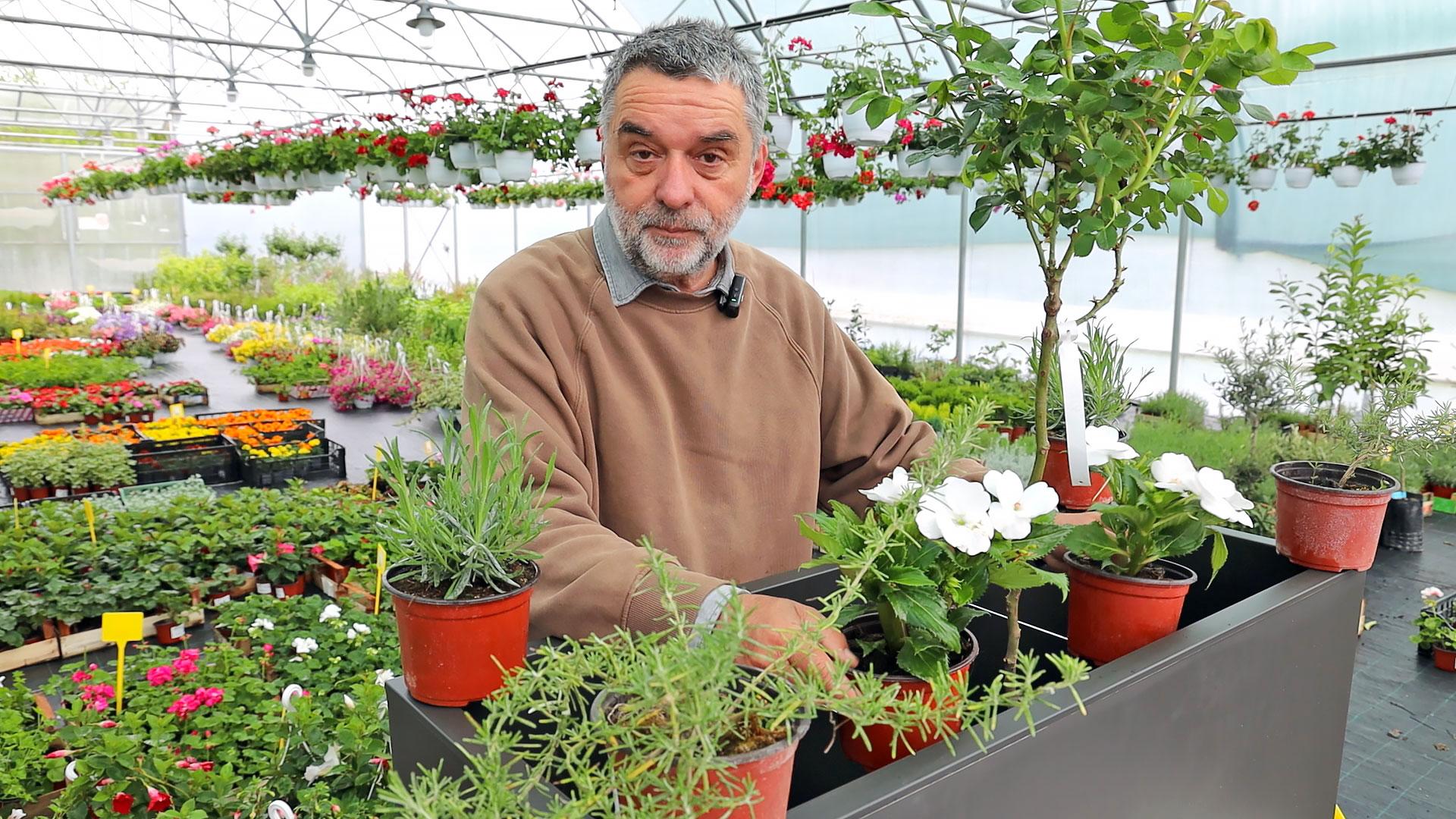Cveće za osunčan balkon i saveti za negu