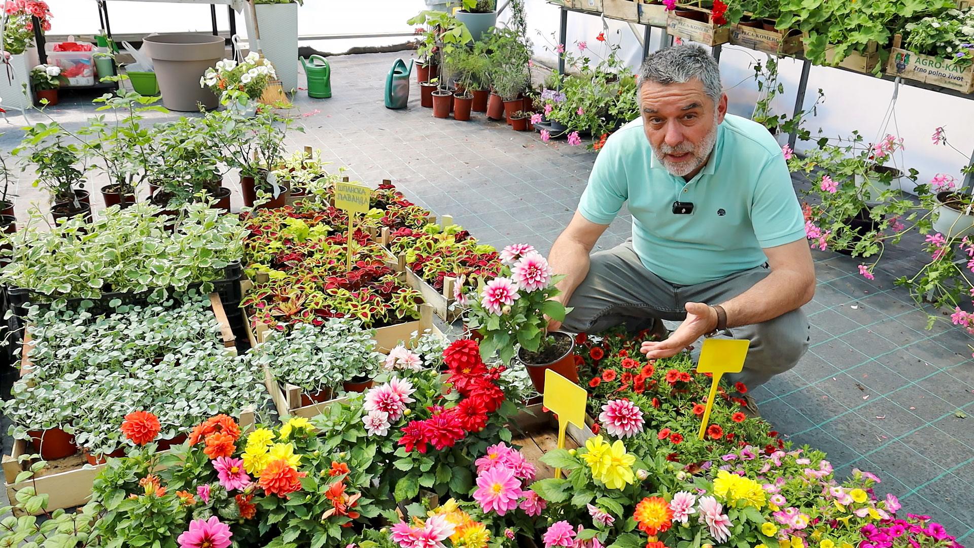 Kako pravilno održavati sezonsko cveće tokom leta?