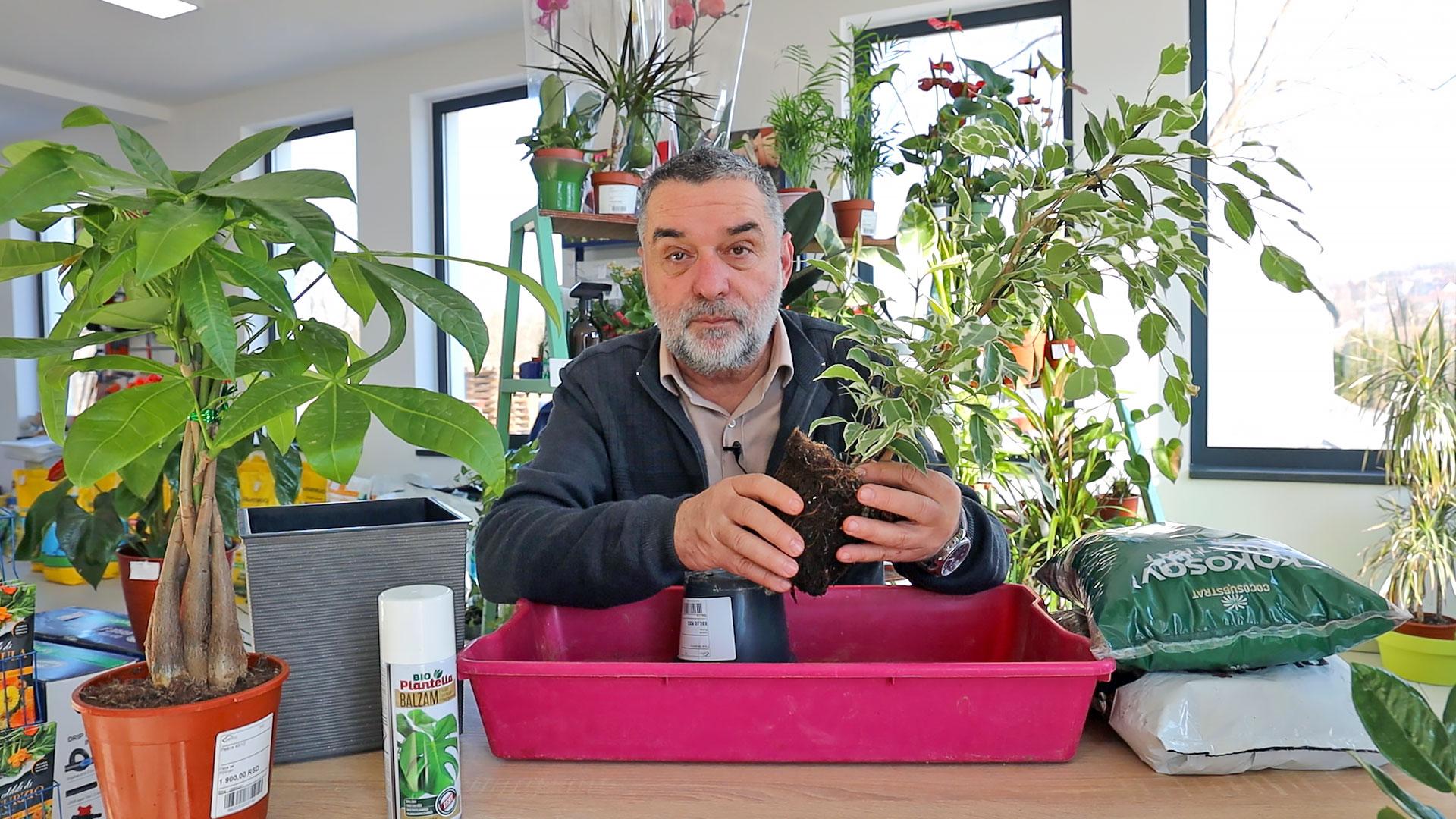 Kako pravilno presaditi sobne biljke za bujniji rast