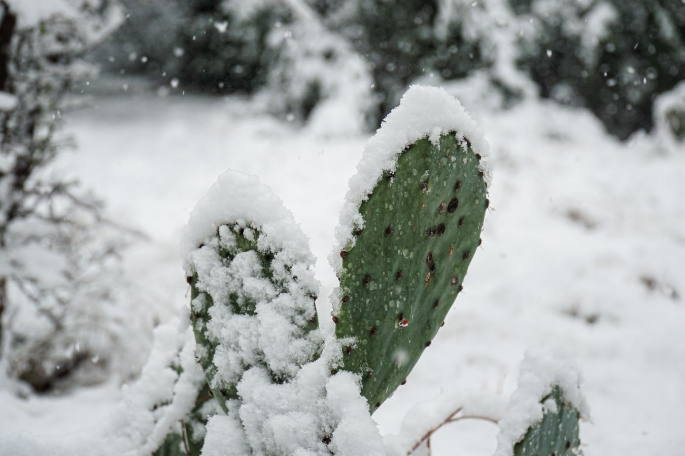 Kaktusi i sukulenti tokom zime