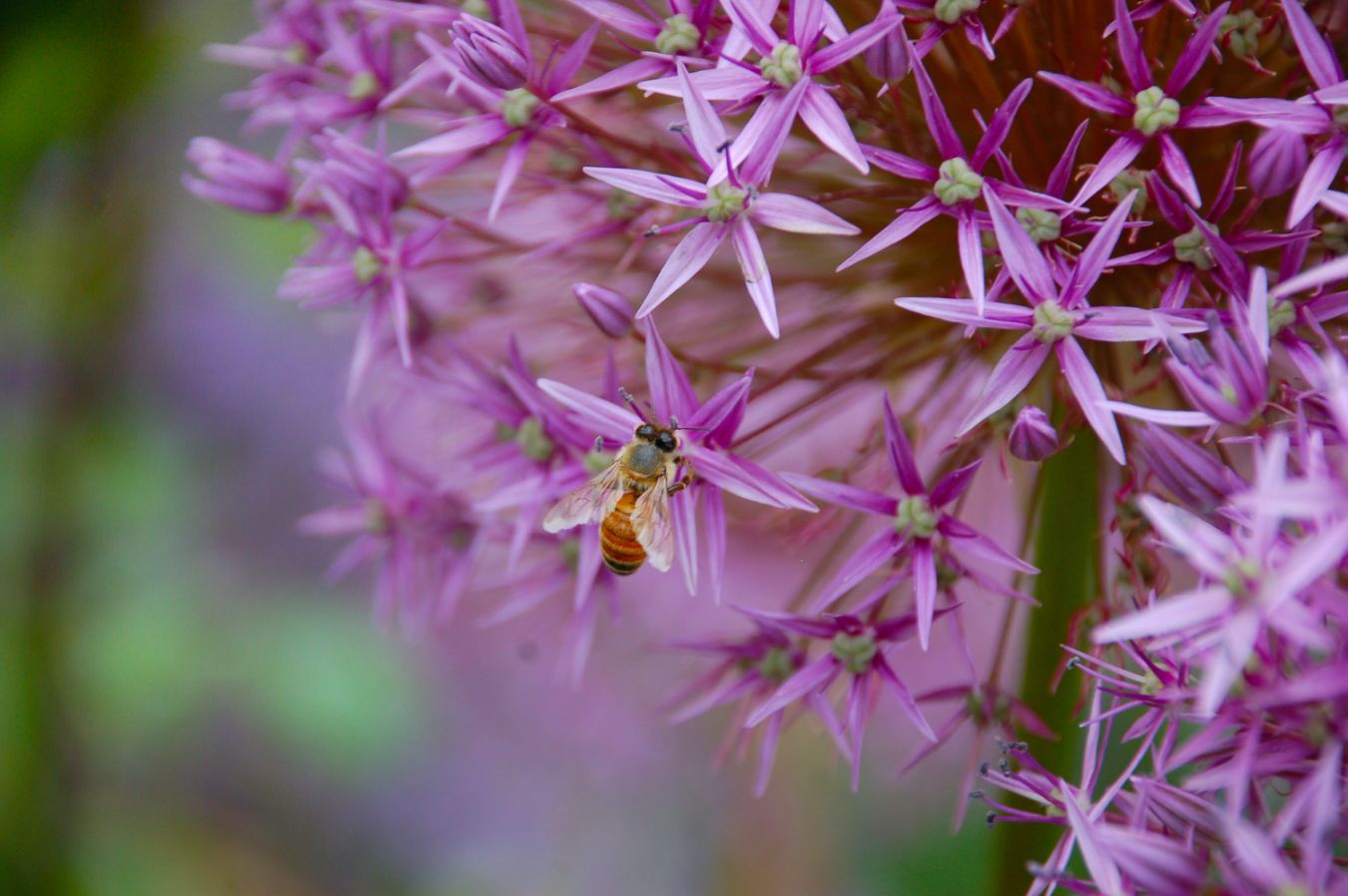 Medonosne biljke i drveće-spas za gladne pčele 