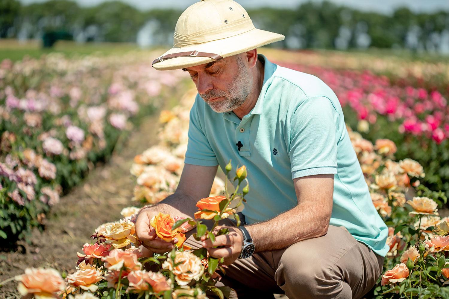 Novembar je idealno vreme za sadnju ruža?
