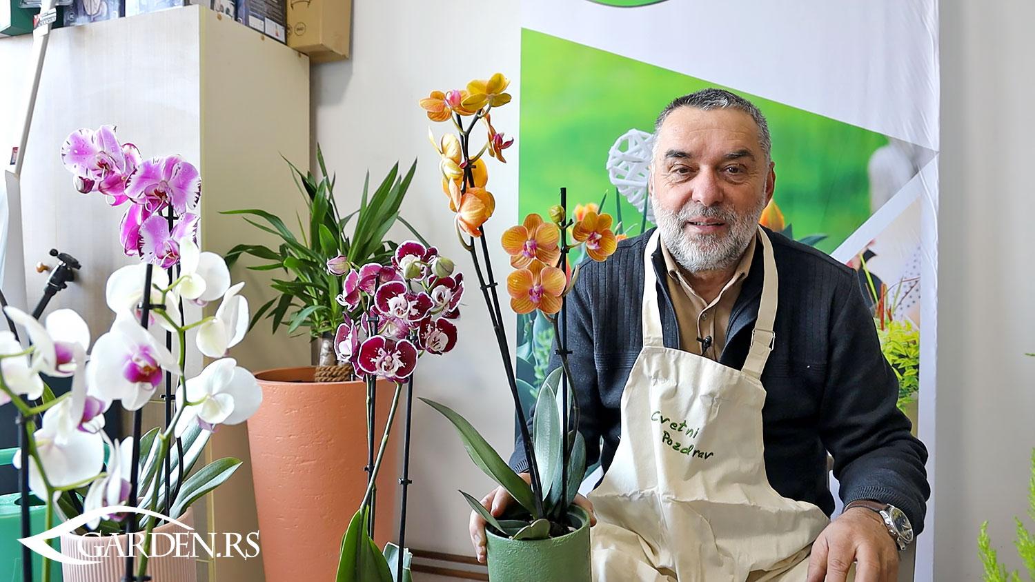Sve što treba da znate o gajenju orhideja 