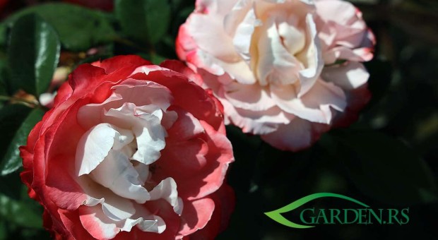 Transformišite Vaš vrt: 5 neodoljivih sorti ruža za svaki prostor