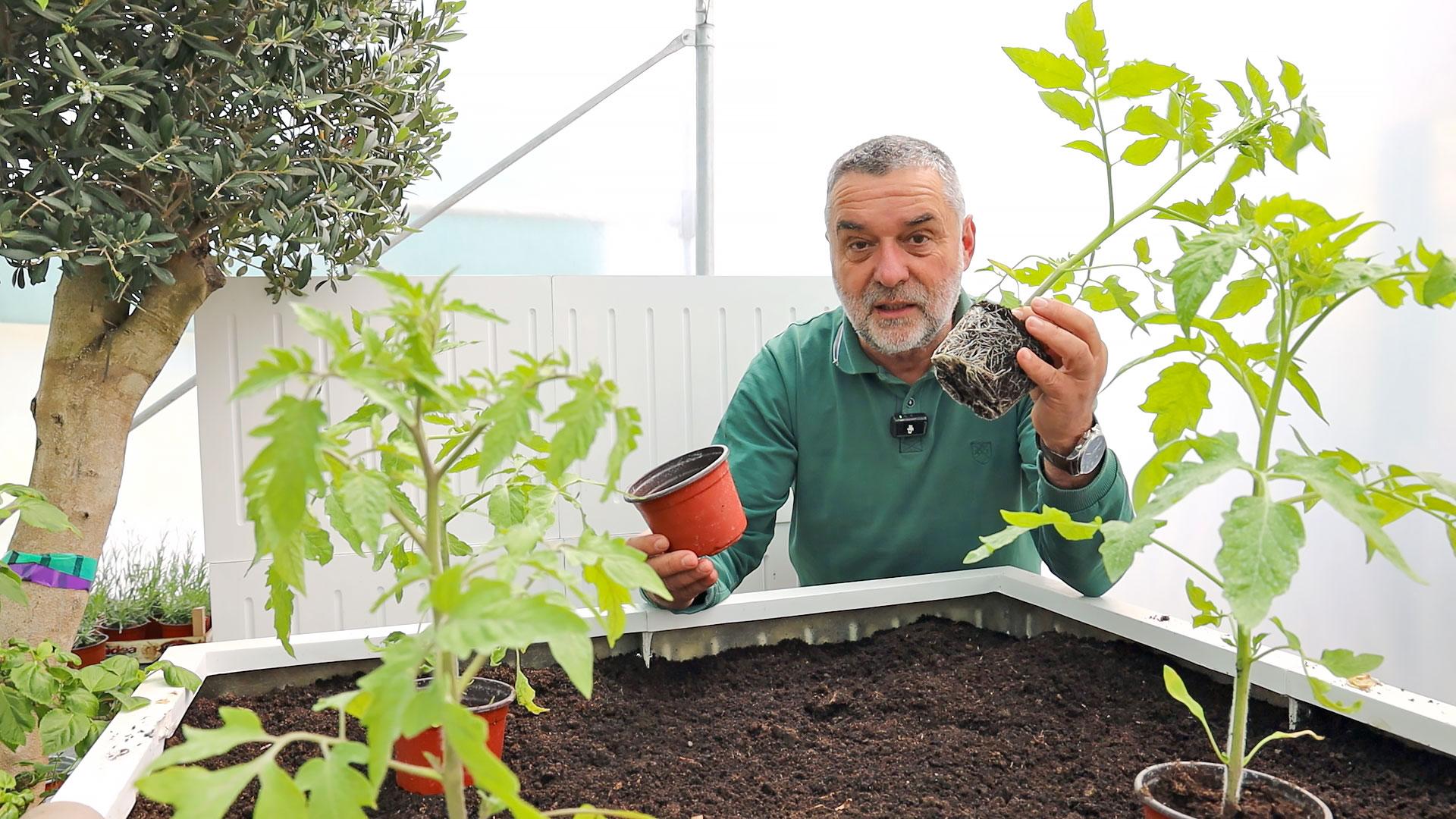 Visoke leje za baštu - priprema i sadnja