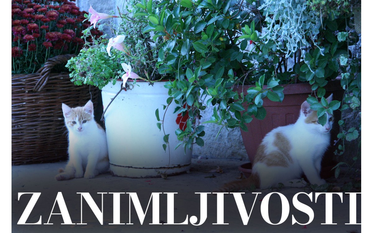 Zanimljivosti
