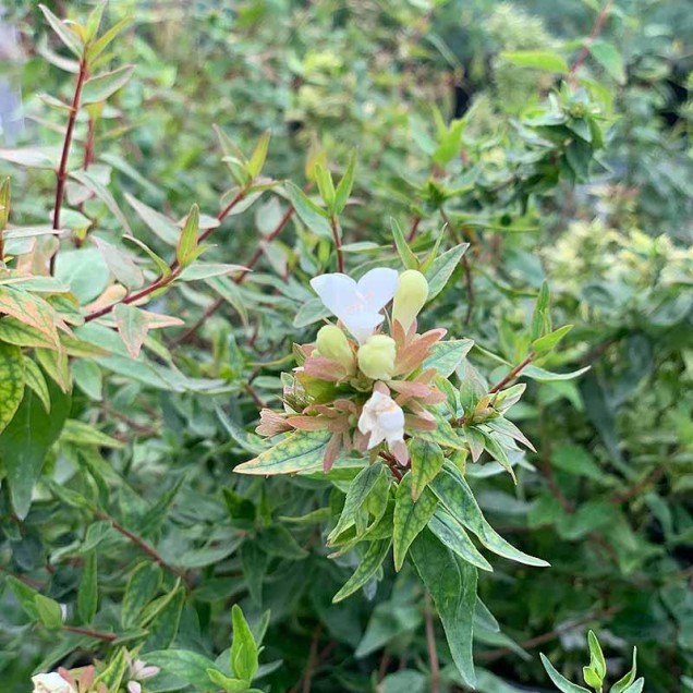 Abelija Grandiflora