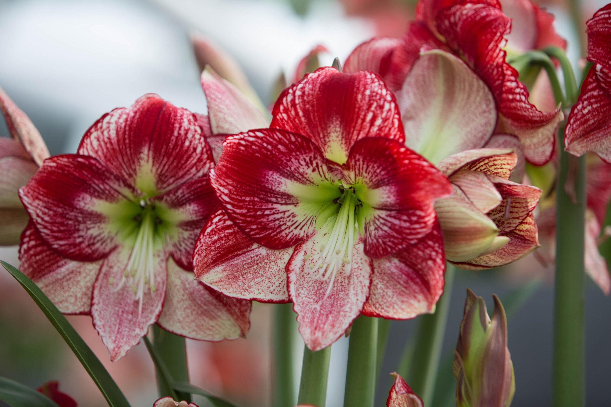 Amarilis Flamenco Queen