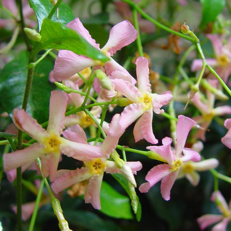 Azijski jasmin roze 