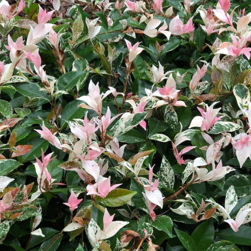 Azijski jasmin trobojni