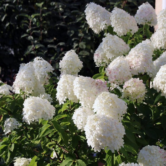 Bela hortenzija krupnocvetna