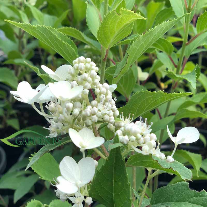 Bela hortenzija krupnocvetna