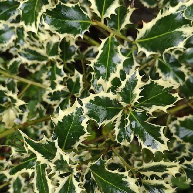Božikovina- Ilex aquifolium