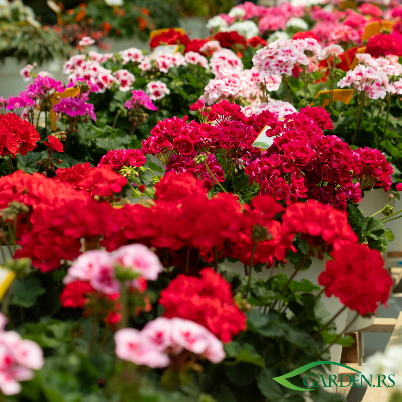 Cvetno iskustvo Premium