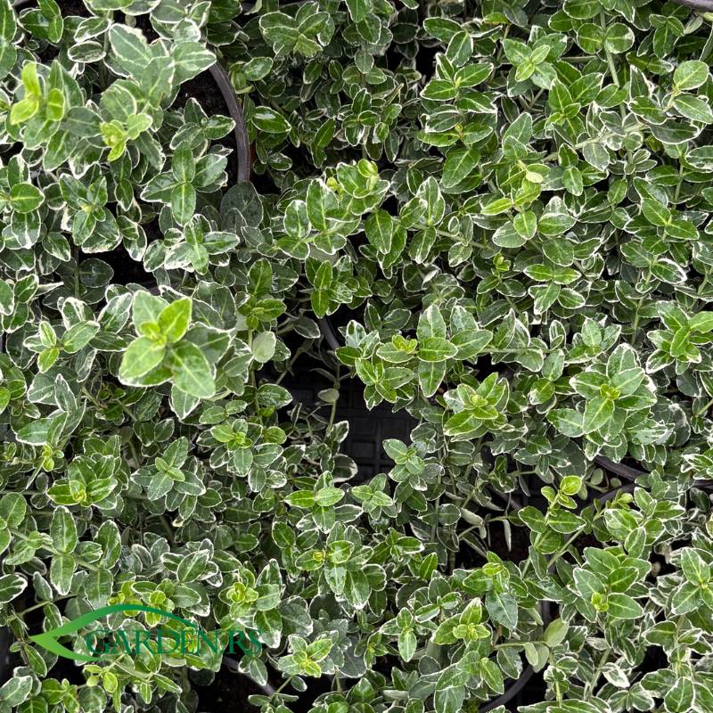Evonimus Emerald Green
