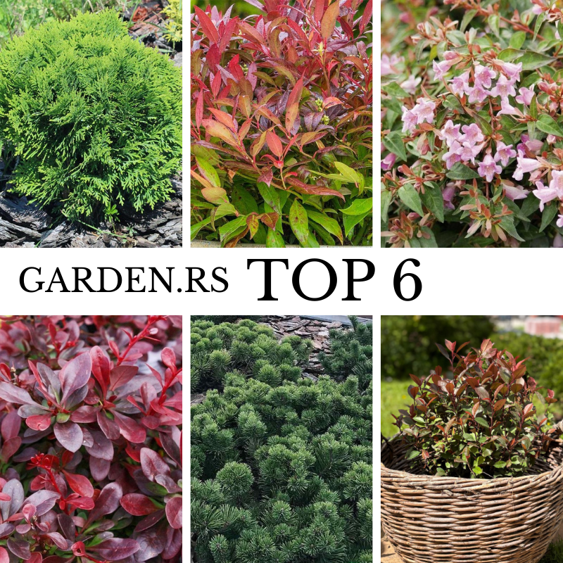 Garden.rs Top 6