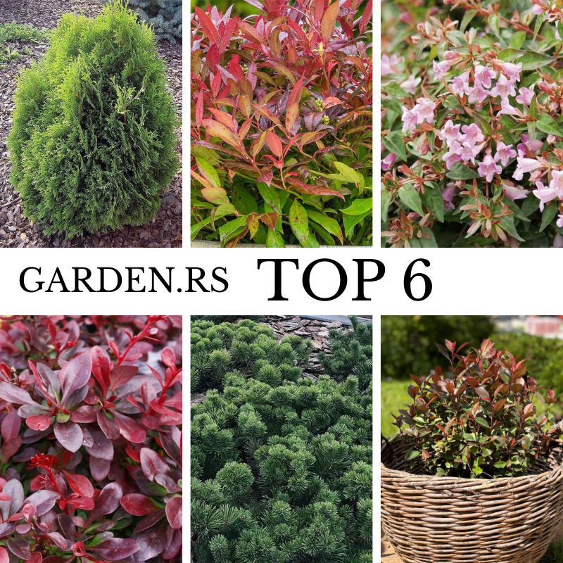 Garden.rs Top 6