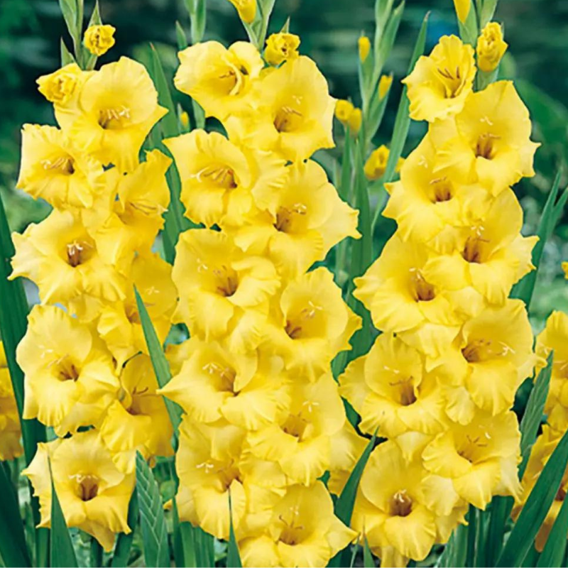 Gladiola Novalux