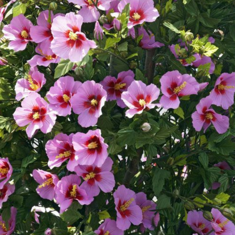 Hibiskus roze