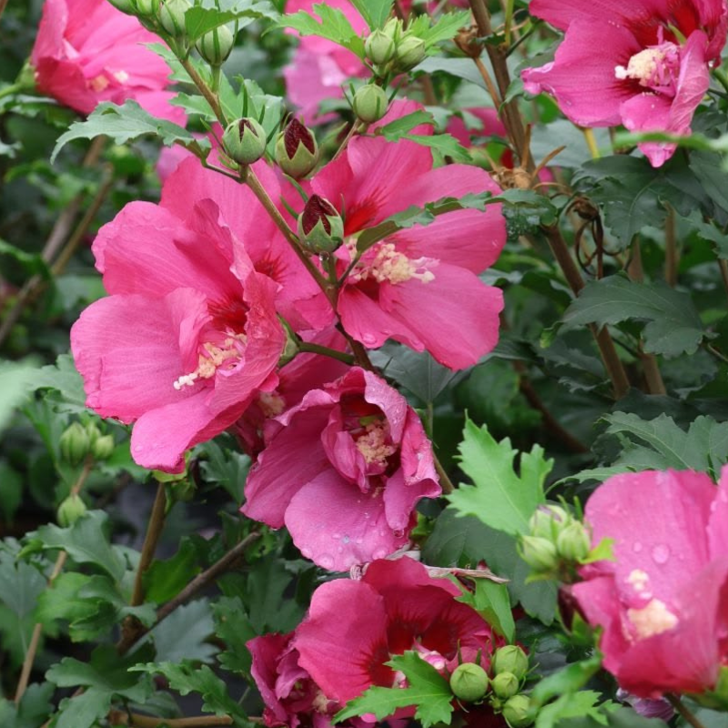 Hibiskus roze