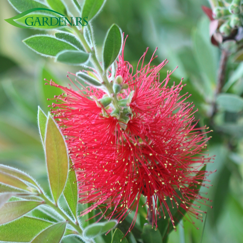 Kalistemon