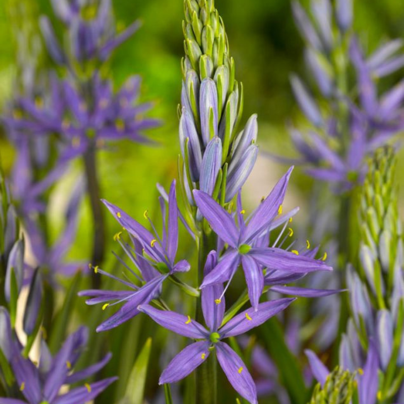 Kamasija - Camassia Blue