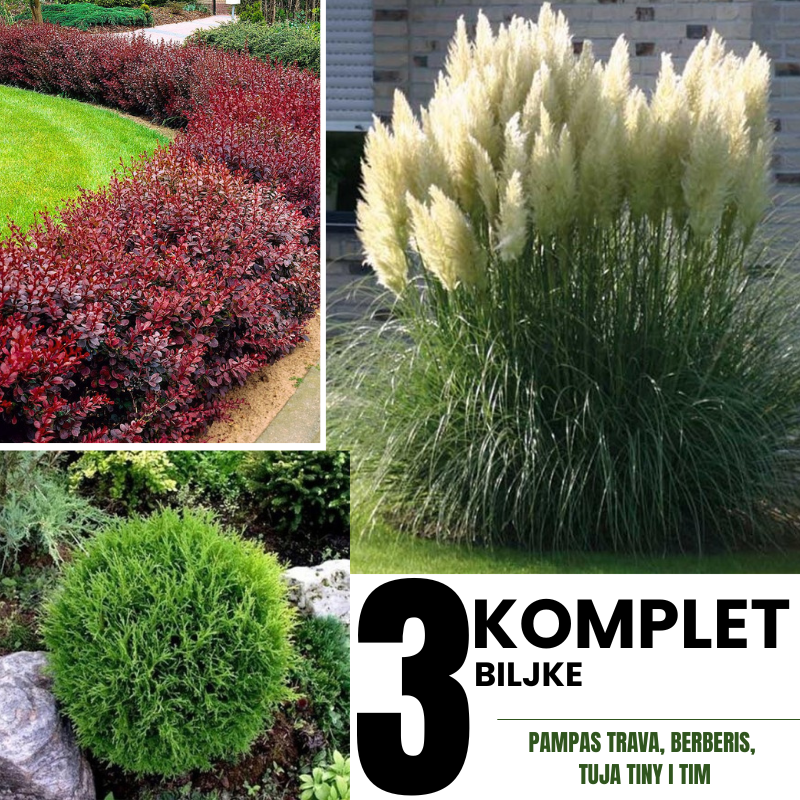 Komplet 3 biljke