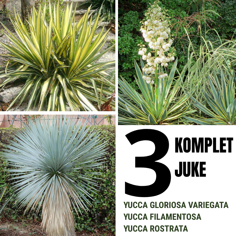 Komplet 3 juke