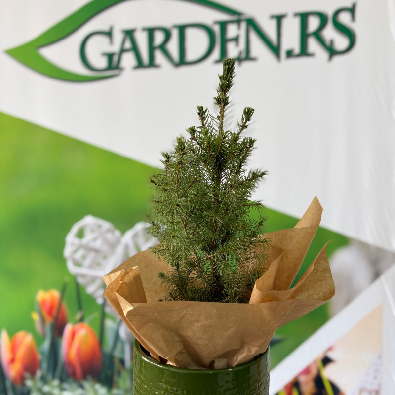 Konika - Picea glauca December