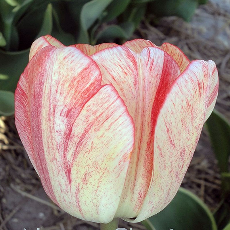 Lala Tulip Blushing Apeldorn