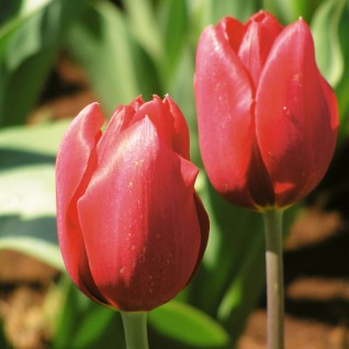 Lala Tulip Ile de France
