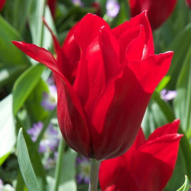 Lala Tulip Pretty Woman