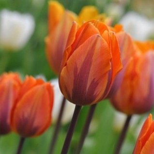 Lala Tulip Prinses Irene