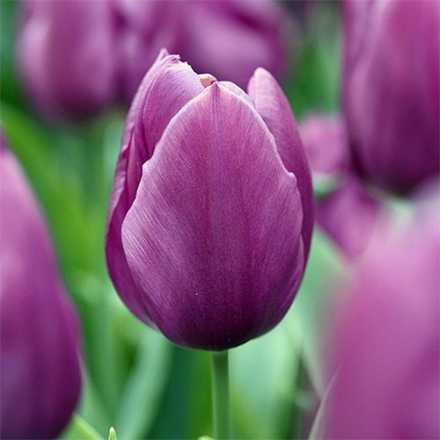 Lala Tulip Purple Prince