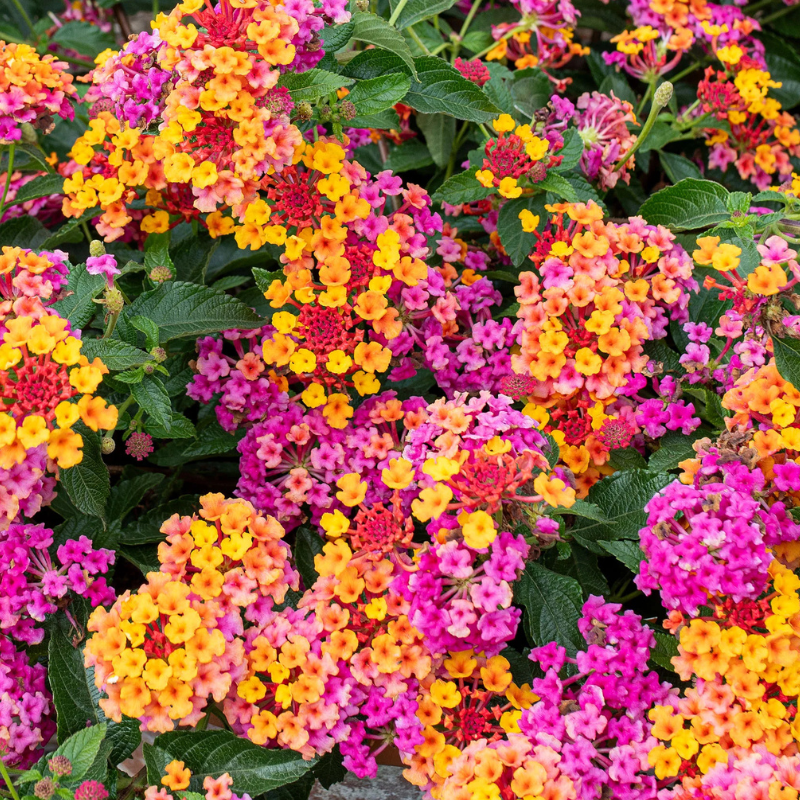 Lantana mix