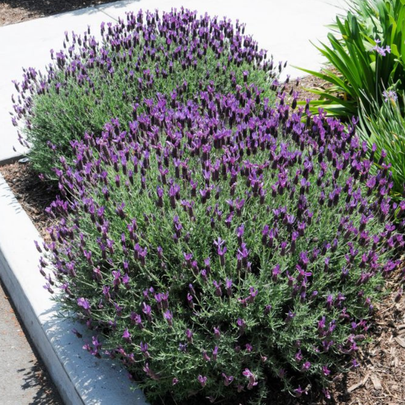 Lavanda španska