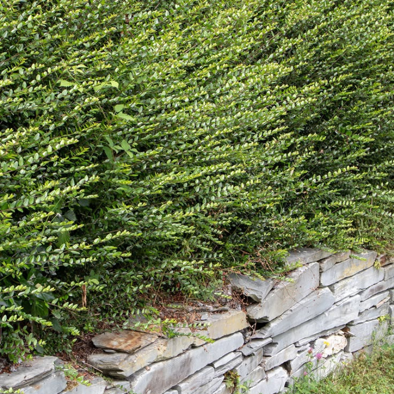 Lonicera nitida