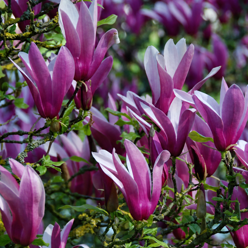 Magnolija tamno ljubičasta