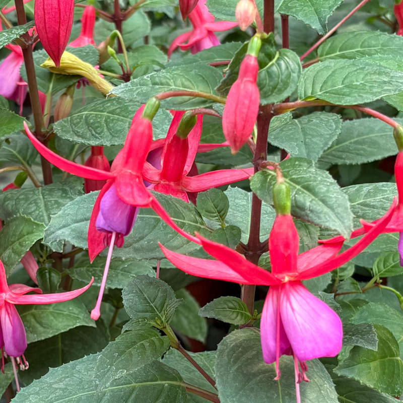 Mindjušica  roze 