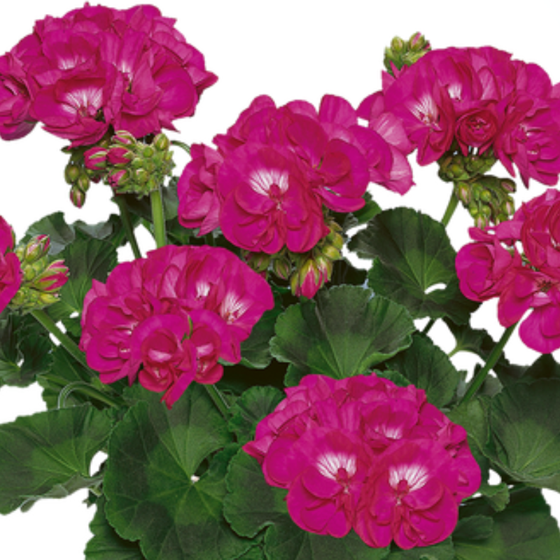 Muškatla uspravna tamno ljubičasta