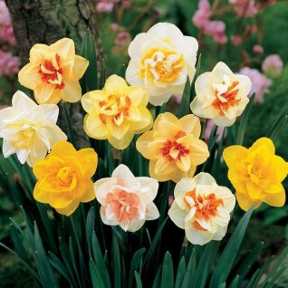 Narcis dupli Narcissus Double Mix