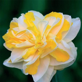 Narcis dupli Narcissus Sweet Pomponette