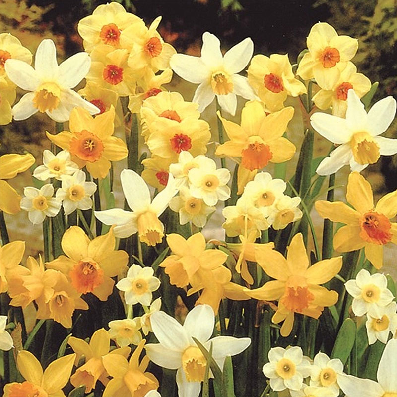 Narcis- Narcissus Mix