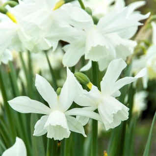Narcis beli- Narcissus Thalia