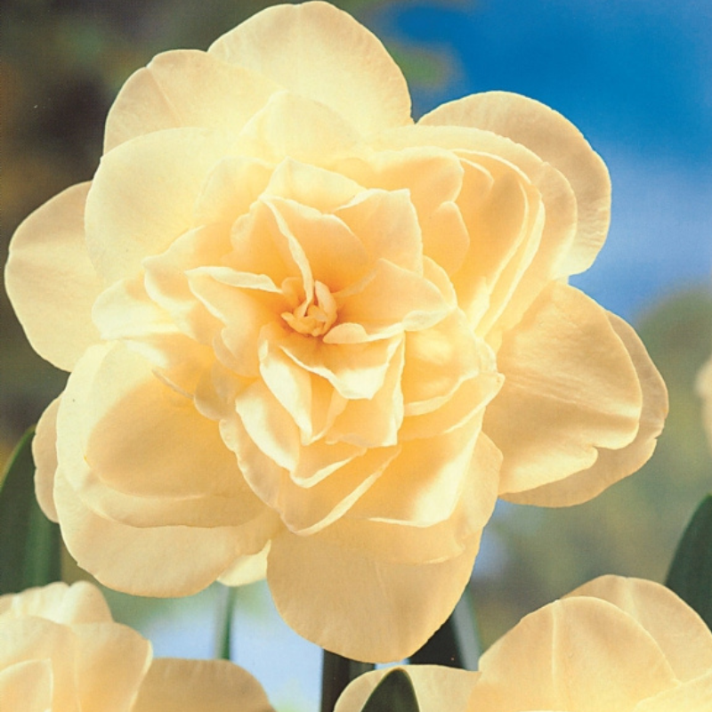 Narcis Obdam