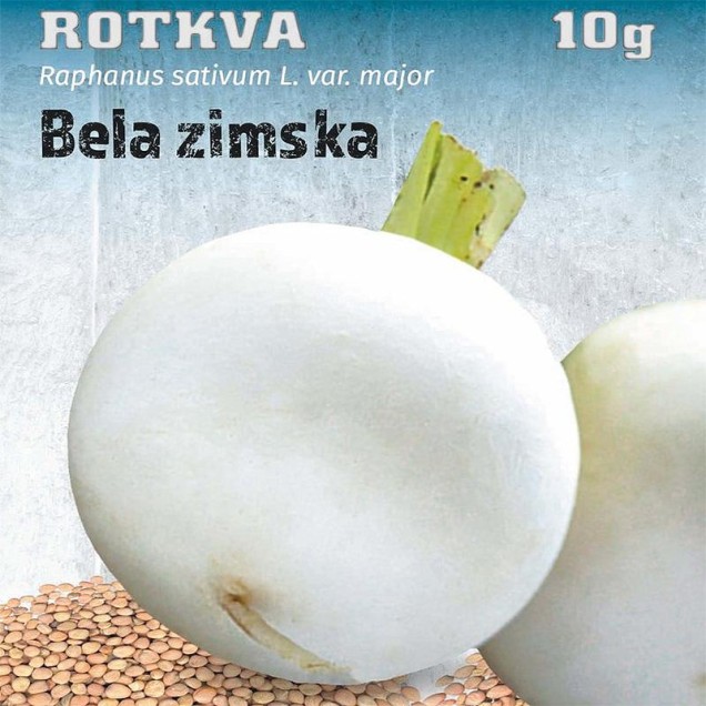 Rotkva- Bela zimska seme