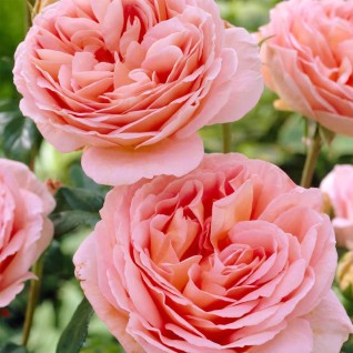 Ruža Abraham Darby